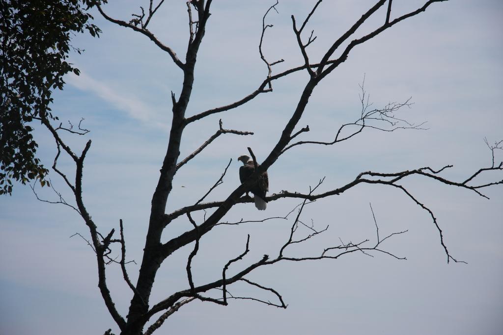 Cliff Dweller On Lake Superior Tofte Εξωτερικό φωτογραφία